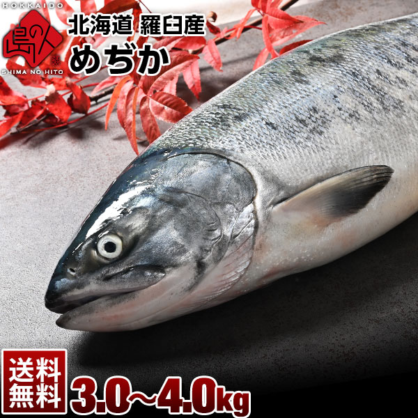 北海道 羅臼産 めぢか 3.0~4.0kg前後 鮭(姿)【送料無料】